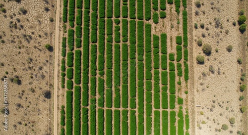 Green crops thrive in a dry region, showcasing drought-resistant farming techniques with an overhead view of organized rows