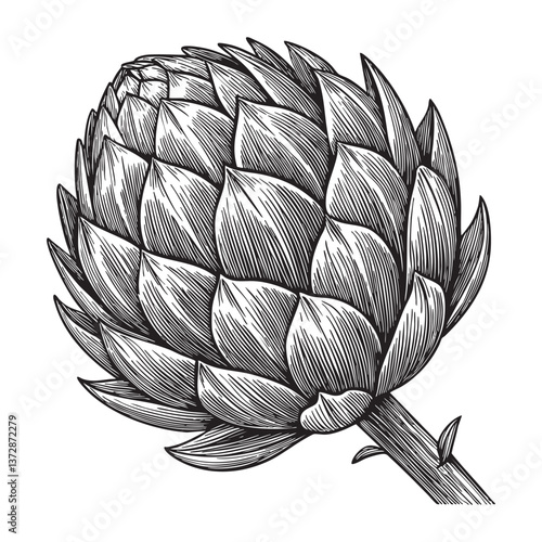 artichoke  engraving vector illustration