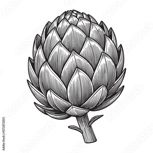 artichoke  engraving vector illustration