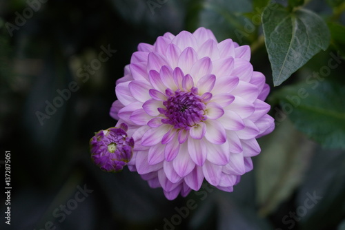 Dahlia pinnata features tuberous roots and erect, branching stems that can reach heights of 70 to 160 centimeters.