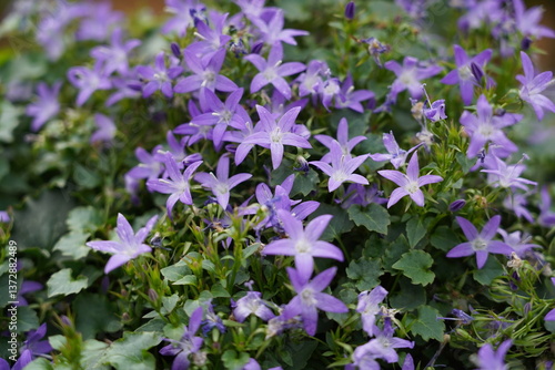 Campanula poscharskyana, commonly known as Serbian Bellflower, is a beautiful, low-growing, perennial plant that belongs to the Campanulaceae family. It is native to the Balkans and is admired for its