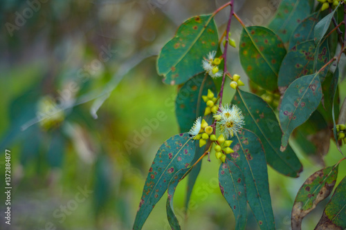 Eucalyptus Leaves and Flowers During Spring	