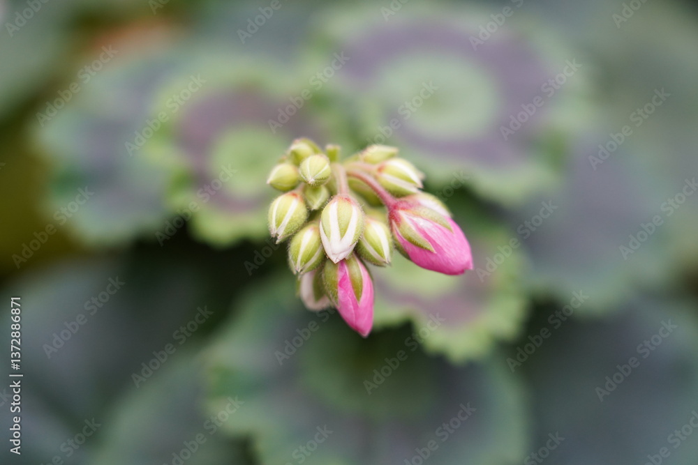 Fototapeta premium Pelargonium flowers are vibrant, symmetrical, and eye-catching, often blooming in clusters.