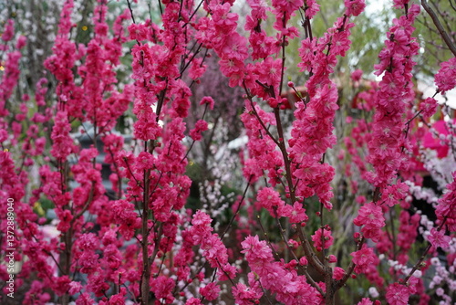 Wallpaper Mural Flowering Almond (Prunus triloba) is a beautiful deciduous shrub known for its delicate pink, double flowers that bloom in early spring. Torontodigital.ca