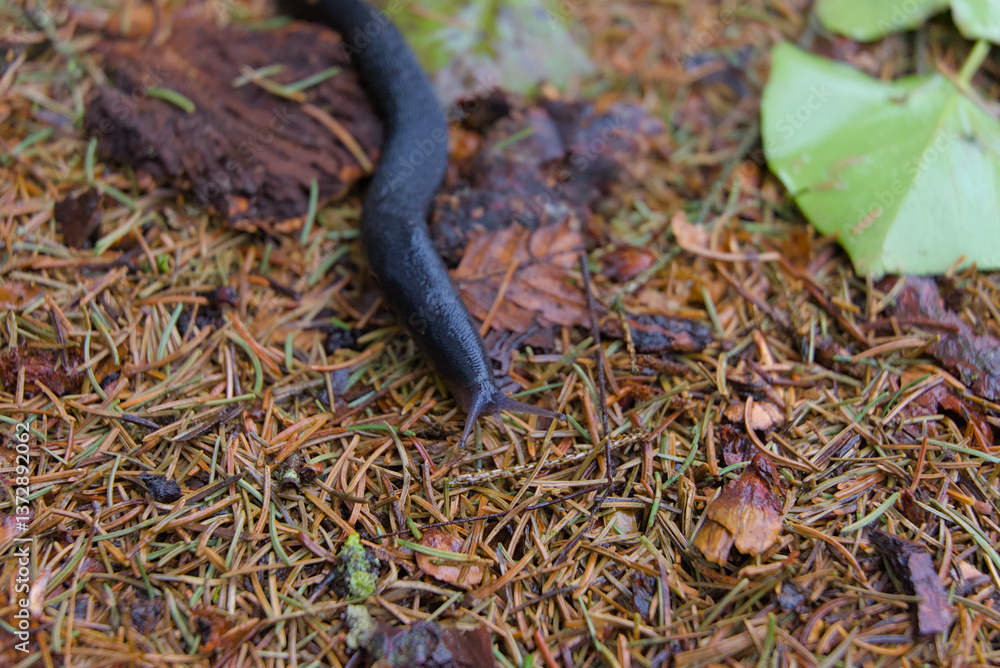 Fototapeta premium Unveil the charm of nature with a striking closeup of a black snail in its serene forest habitat. Rich textures and earthy tones create an enchanting, timeless visual.