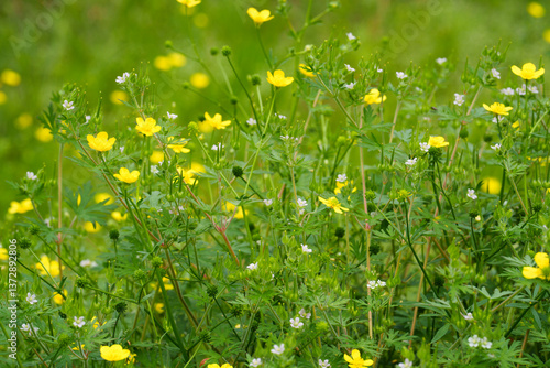 Beautiful yellow, Hairy Buttercup, Ranunculus sardou, and other wildflowers, are the first spring blossoms in a field of native plants providing an early energy boost to a host of pollinating insects