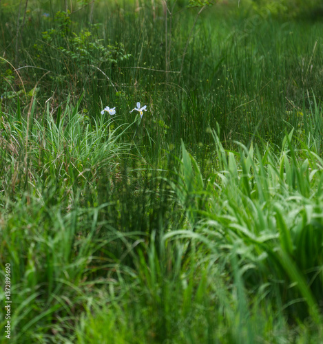 The first native Louisiana Blue Flag iris to bloom in a wetland garden landscape among the rushes, grasses and sedges.