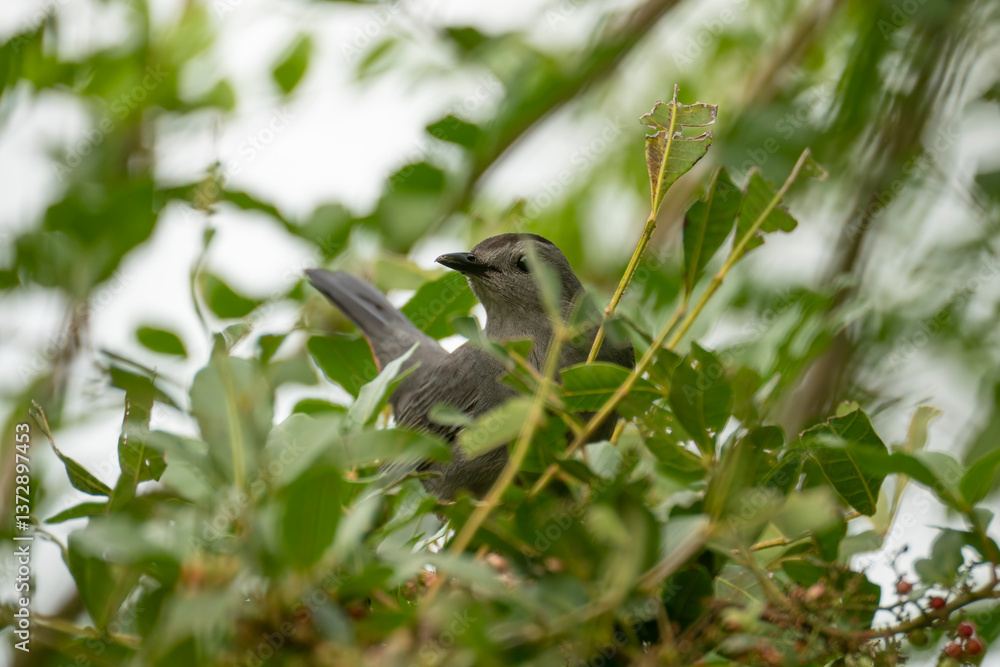 Fototapeta premium A Gray Catbird bird perched on a tree branch in summer Florida shrubs