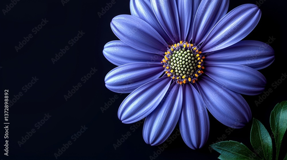 Obraz premium A single purple flower with green leaves on a black background