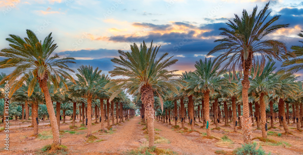 Obraz premium Date palms is ancient plant and famous food crop in Middle East and North Africa, today this farming is important element of advanced and sustainable agriculture industry. No AI tools were used