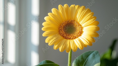 A single yellow flower with green leaves in front of a window