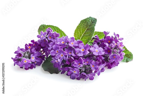 Purple Heliotrope Isolated on White Background. Beautiful Heliotrope Flower