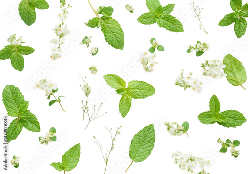 Flowers and green leaves on a white background, a flat lay top view pattern, png
