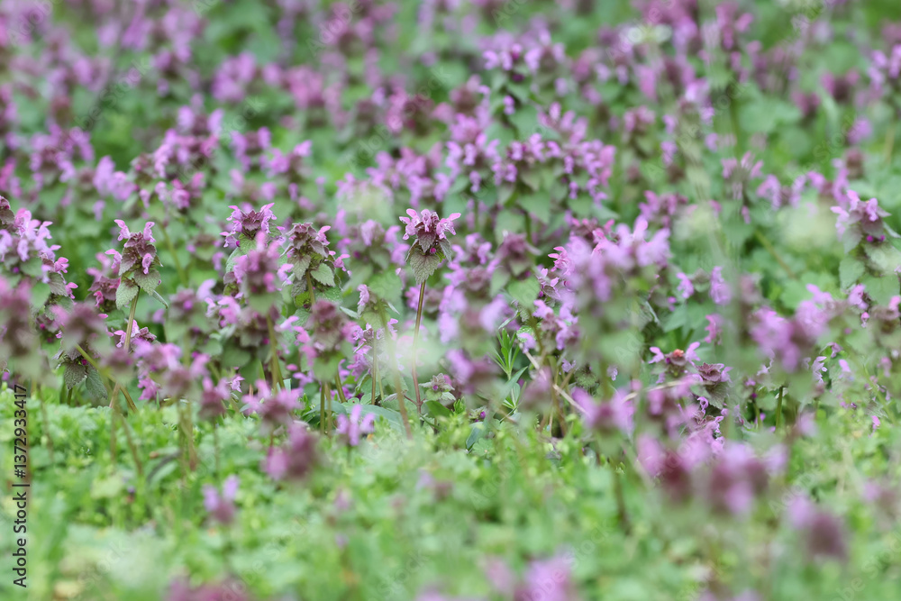 Blossoming red dead nettle, Lamium purpureum filed in a sunny day, close-up with selective focus. Blossoming red dead nettle, Lamium purpureum filed in a sunny day, close-up with selective focus.