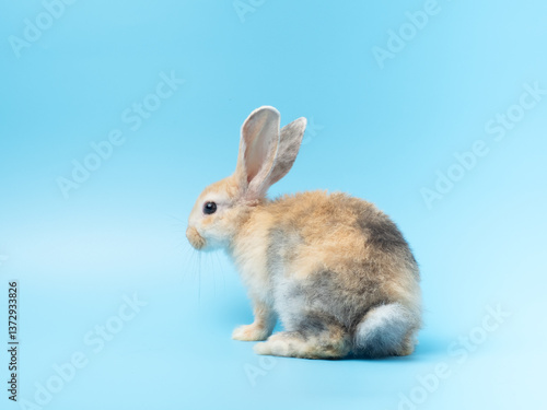 Baby cute rabbit with tri-colored fur sitting on blue background. Baby rabbit pet is adorable.