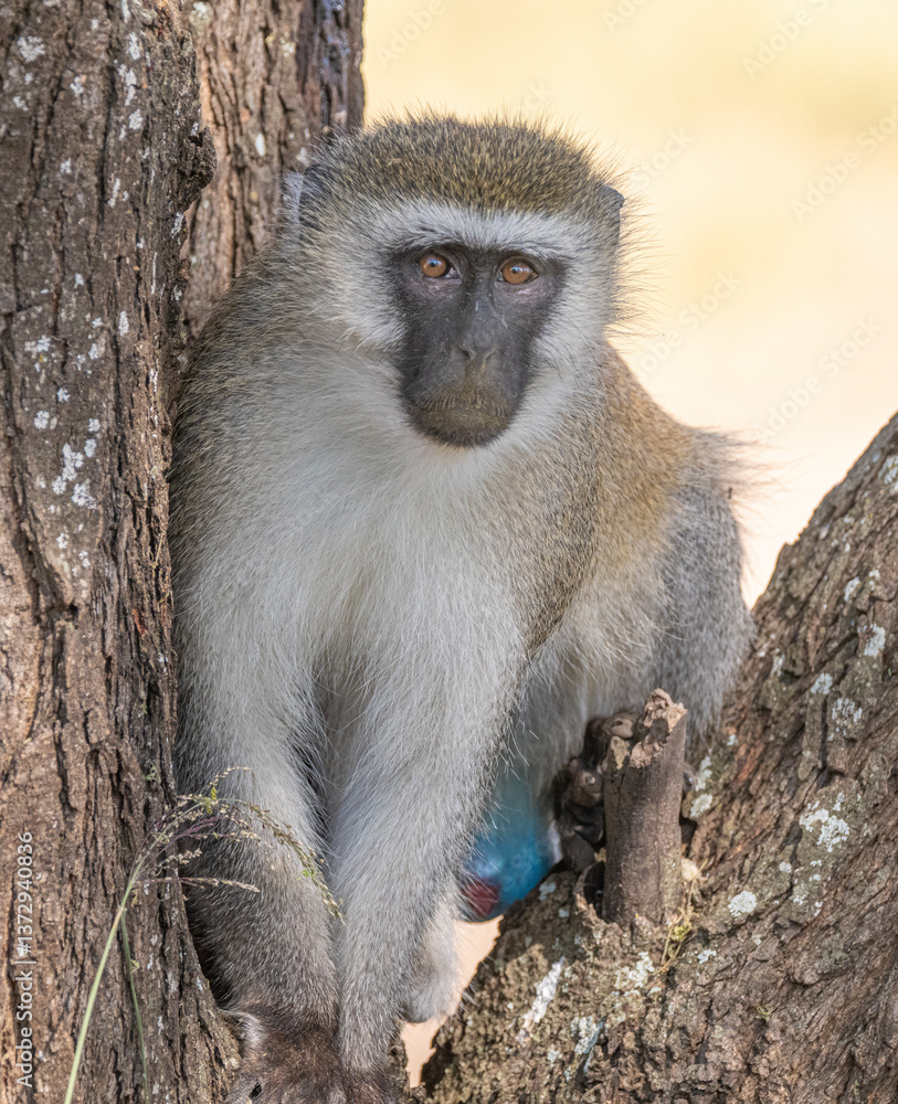 Obraz premium Vervet Monkey