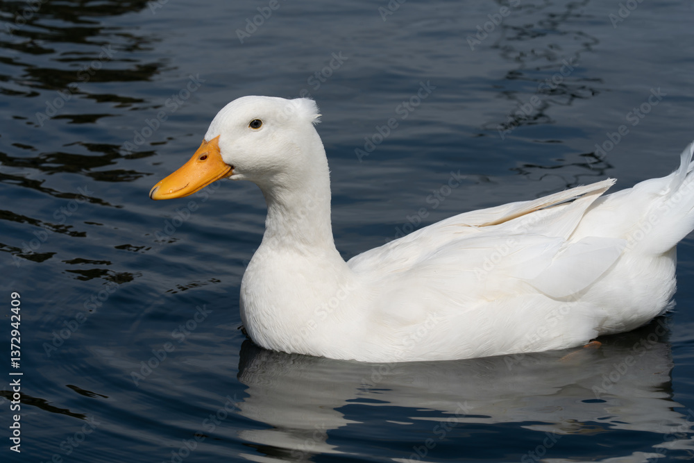 WHITE DUCK CLOSE VIEW WHITE DUCK CLOSE VIEW