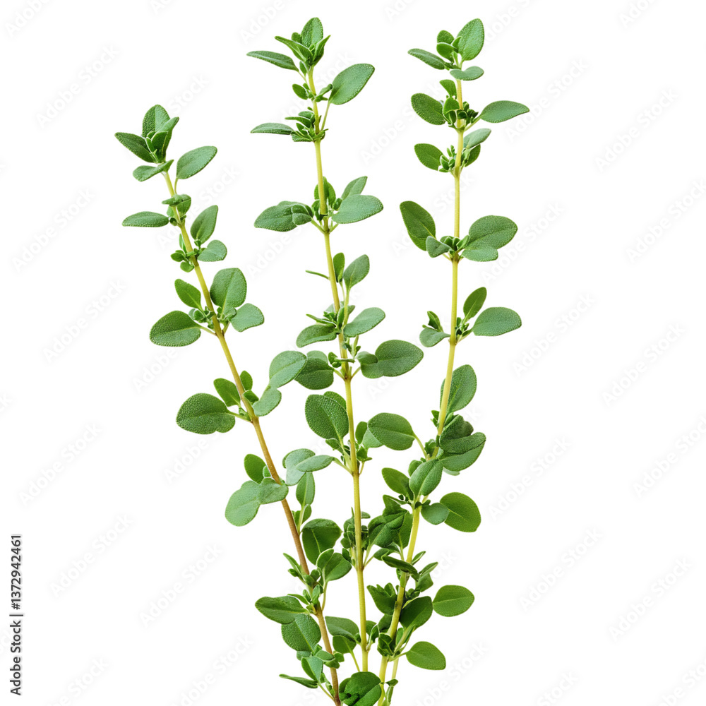 Close Up of Thyme with Oval Leaves Isolated on Transparent Background Close Up of Thyme with Oval Leaves Isolated on Transparent Background