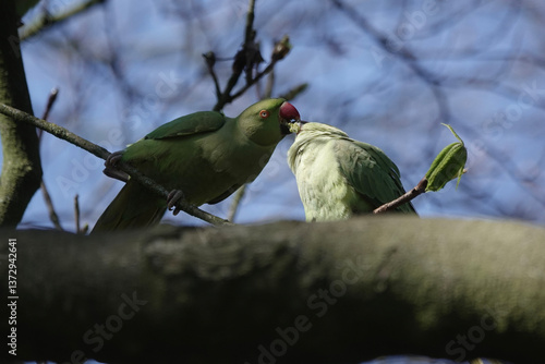 Valokuvatapetti Courtship feeding of Ring-necked or Rose-ringed Parakeet (Psittacula kramer) in