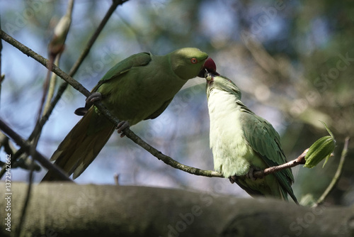 Courtship feeding of Ring-necked or Rose-ringed Parakeet (Psittacula kramer) in the British countryside
