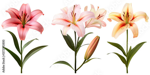 Three Asiatic Lilies Composition Pink, White, Peach Flowers Isolated on Transparent Background, floral design, botanical illustration, Lily, flowers, transparent background