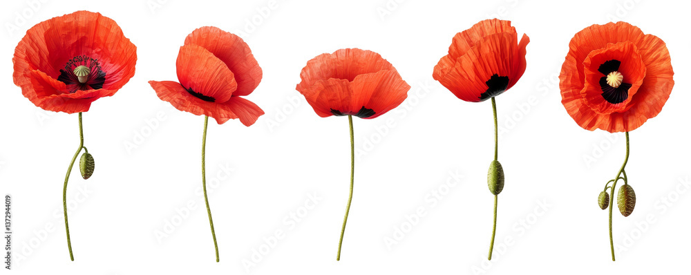 Obraz premium Five Red Poppies Composition, Isolated on Transparent Background, Floral Design Element, Botanical Illustration, Poppy, Flower, Red