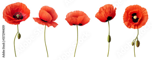 Five Red Poppies Composition, Isolated on Transparent Background, Floral Design Element, Botanical Illustration, Poppy, Flower, Red