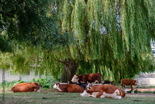 Tableau sur toile Cows grazing by the River Cam in central Cambridge, England,  UK