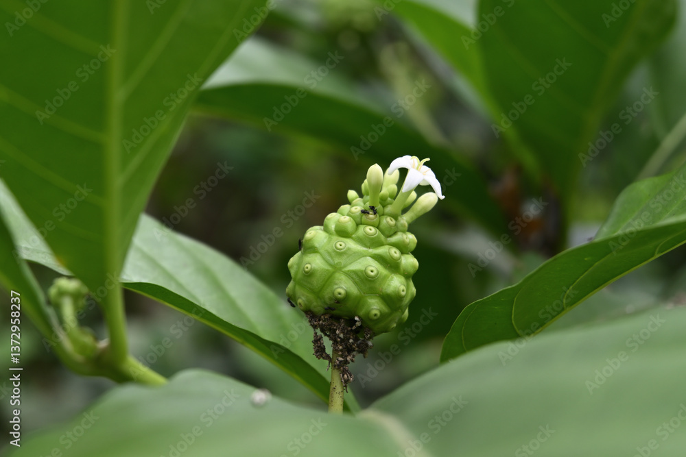 View of a great morinda fruit with a small white flower blooming on a tree View of a great morinda fruit with a small white flower blooming on a tree