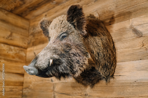 Fotografie Mounted wild boar head on a wooden wall, displayed as rustic taxidermy decor in a cabin or hunting lodge interior setting
