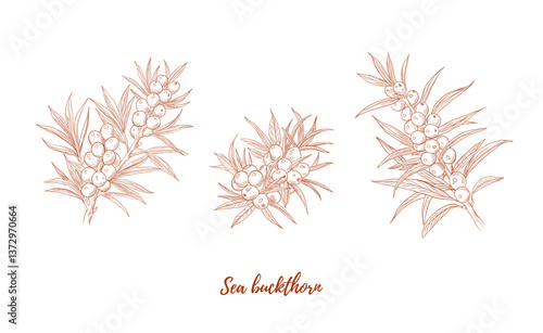 Set of vector sea buckthorn plant branch with berries line art illustration, graphic line. Buckthorn healthy berries. Ginger piece for tea. Engraving. Ingredient. Great for any designs, textile, art, 