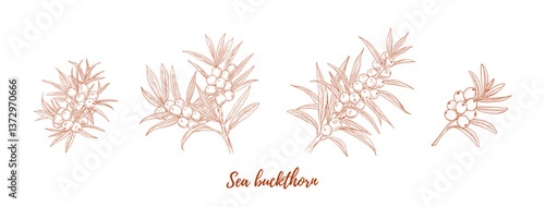 Set of vector sea buckthorn plant branch with berries line art illustration, graphic line. Buckthorn healthy berries. Ginger piece for tea. Engraving. Ingredient. Great for any designs, textile, art, 