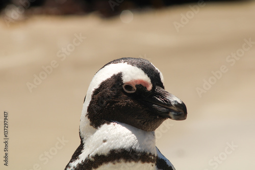 penguin on boulders beach