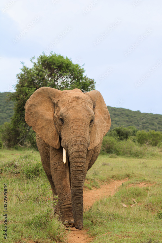 Fototapeta premium Elephant in SA