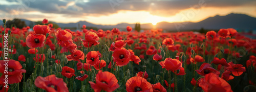 Wallpaper Mural red poppies with Canberra in the background, Anzac Day, poppy field, National Day of Remembrance, memory, First World War, April 25, Australian holiday Torontodigital.ca