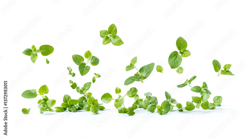 Fresh oregano sprigs in the air on white background Fresh oregano sprigs in the air on white background