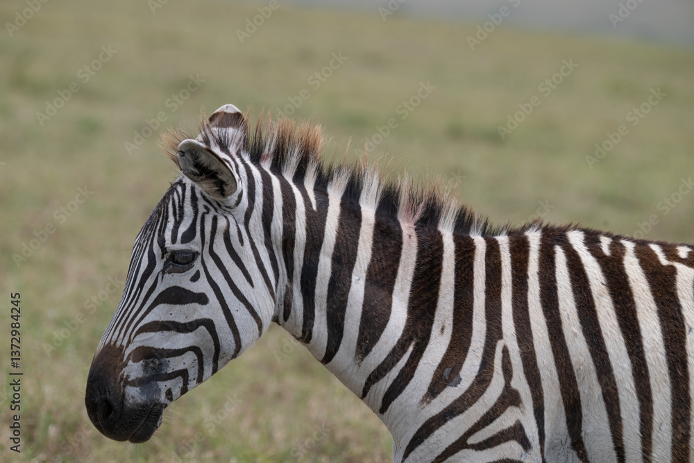 Zebras Zebras