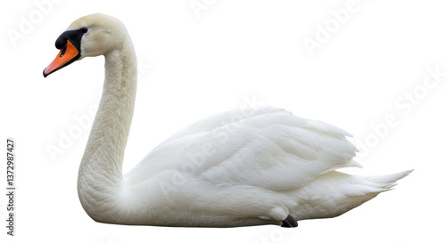 Fototapeta Naklejka Na Ścianę i Meble -  Isolated Swan