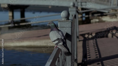 A picturesque scene featuring a pigeon resting on a railing by the waters edge, capturing beauty