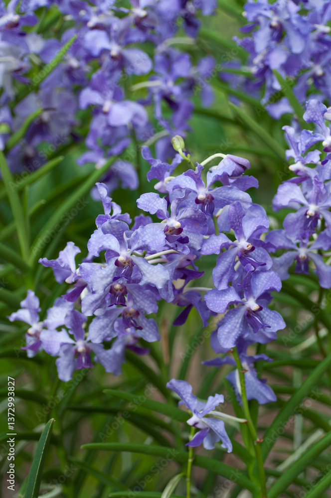 Detailed image of blooming purple Vanda orchid flowers. Suitable for posters, interior prints, wallpaper designs, or seasonal visual assets. Detailed image of blooming purple Vanda orchid flowers. Suitable for posters, interior prints, wallpaper designs, or seasonal visual assets.