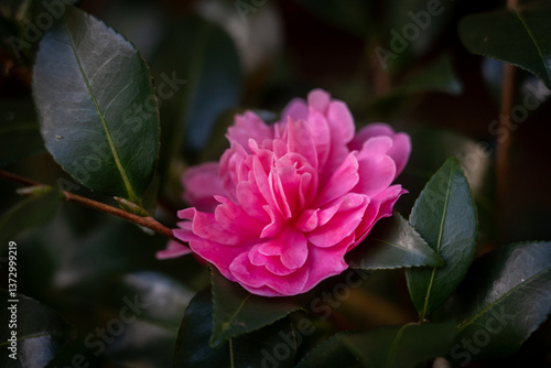 camellia