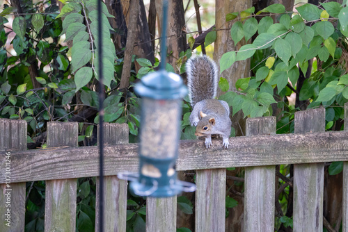 squirrel on the fence