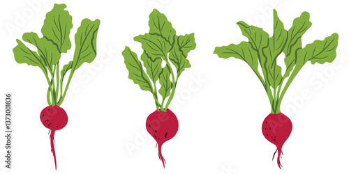 Beet Root Vegetable Set Flat Vector Illustration