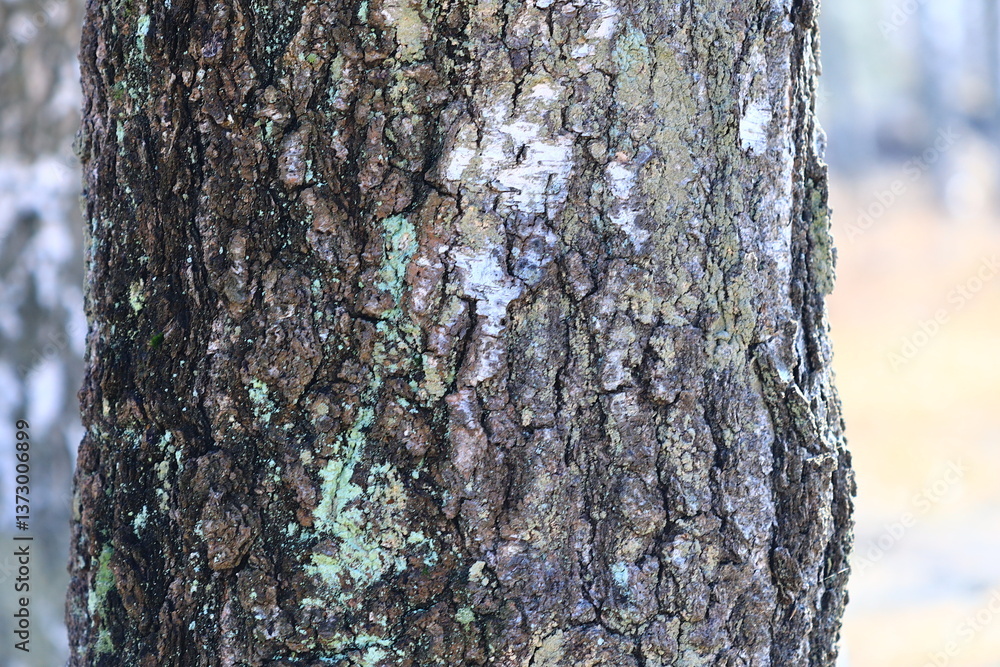 Fototapeta premium Close-up view of a tree trunk covered in moss, great for nature and outdoor-themed projects.