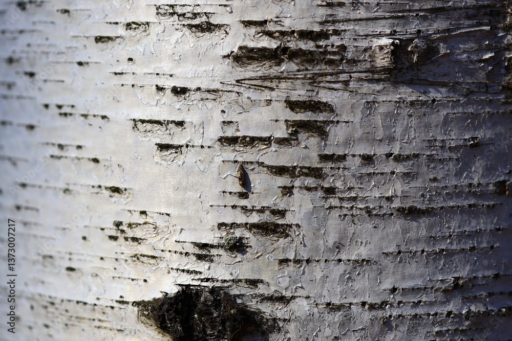 Obraz premium Close-up of a tree trunk with white bark, suitable for nature or landscape use.