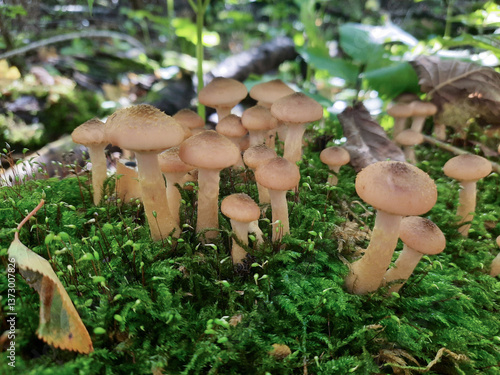 A group of mushrooms in the woods