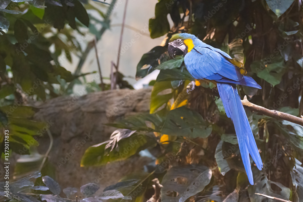 blue-and-yellow macaw (Ara ararauna)