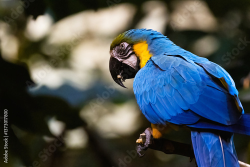 Obraz na płótnie blue-and-yellow macaw (Ara ararauna) w salonie