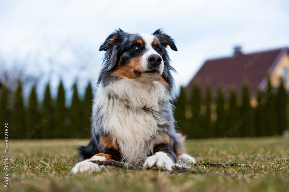 An Australian Shepherd lies on a grassy lawn with a stick in front. A house with a sloped roof and tall, trimmed hedges are visible in the background. An Australian Shepherd lies on a grassy lawn with a stick in front. A house with a sloped roof and tall, trimmed hedges are visible in the background.