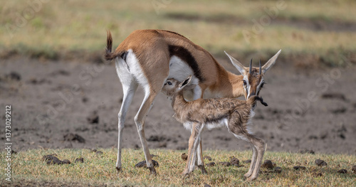 Thompson's gazelle Mama and baby, Ngorongoro
